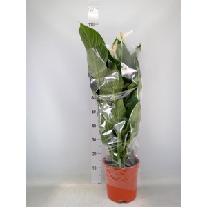 Spathiphyllum  'Sweet Silvana'