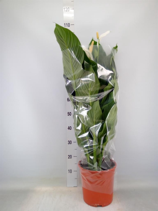 <h4>Spathiphyllum  'Sweet Silvana'</h4>