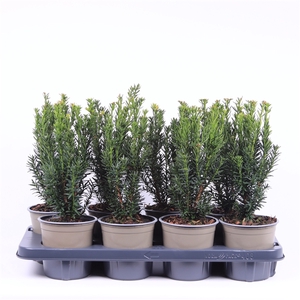 Taxus media 'Hillii'