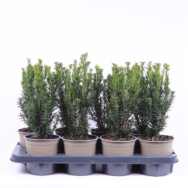 Taxus media 'Hillii'