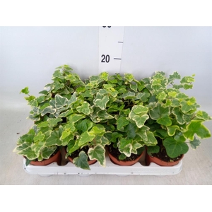 Hedera helix 'White Wonder'