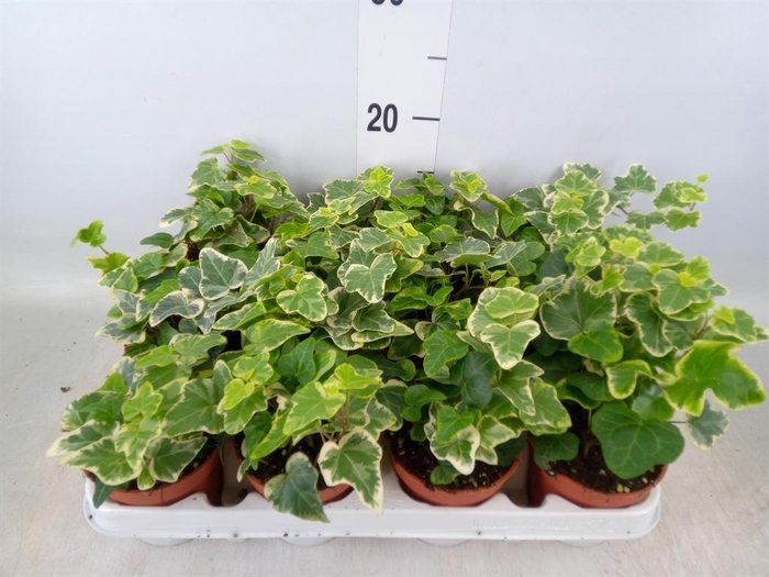 <h4>Hedera helix 'White Wonder'</h4>