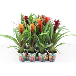 arr3 ZS - Guzmania karton beker