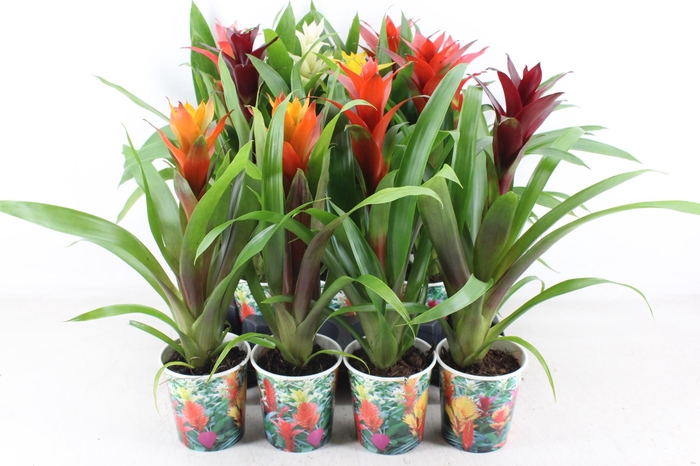 <h4>arr3 ZS - Guzmania karton beker</h4>