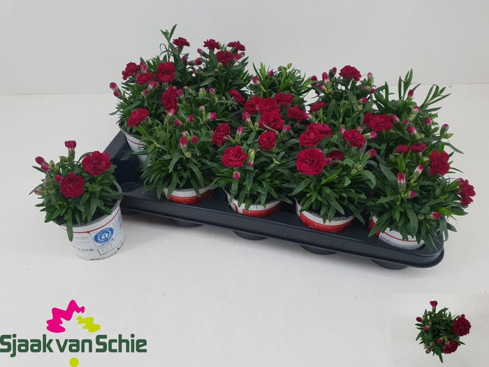 <h4>DIAN DIANTICA GEM</h4>