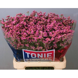 Limonium Princess Diamond Tonie