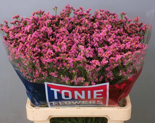 <h4>Limonium Princess Diamond Tonie</h4>