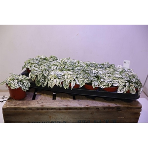 arr8 Hypoest Conf C White Wit