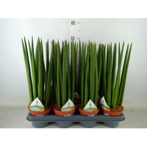 Sansevieria cyl.  ...