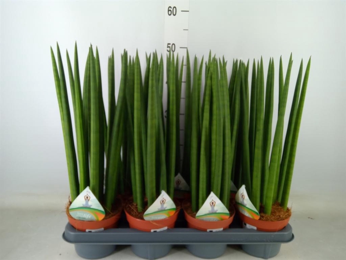 <h4>Sansevieria cyl.  ...</h4>