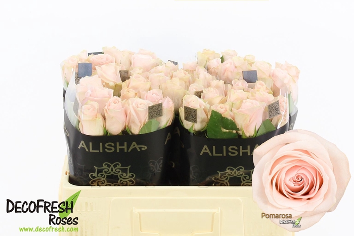 <h4>R Gr Pomarosa Extra Alisha</h4>