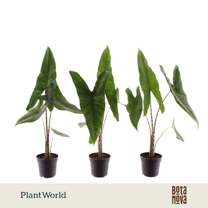 <h4>Alocasia zebrina</h4>