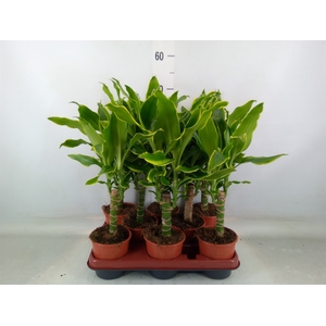 Dracaena frag. 'Golden Coast'