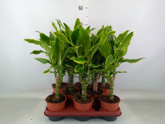 <h4>Dracaena frag. 'Golden Coast'</h4>