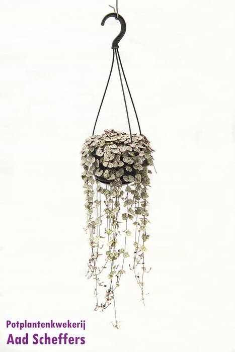 <h4>Ceropegia linearis subsp. Woodii Variegata</h4>
