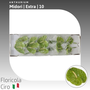 Anthurium Midori | Extra