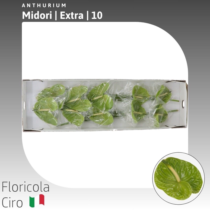 <h4>Anthurium Midori | Extra</h4>