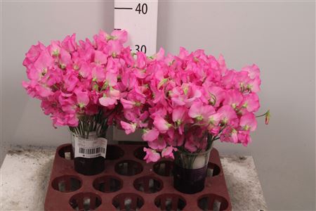 <h4>Lathyr Wi Sunsh Pink</h4>