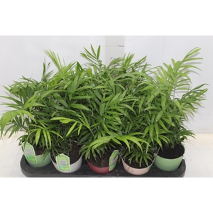 CHAMAEDOREA ELEGANS P11
