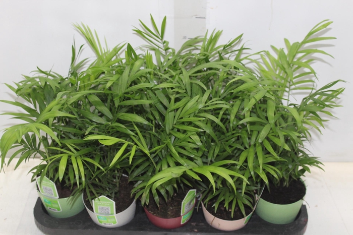 <h4>CHAMAEDOREA ELEGANS P11</h4>