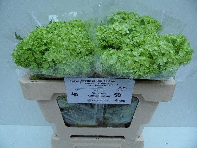 <h4>Viburnum Greenhouse 4 Kop Bruinen</h4>