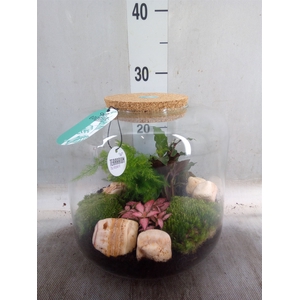 Arr.   Planten H%