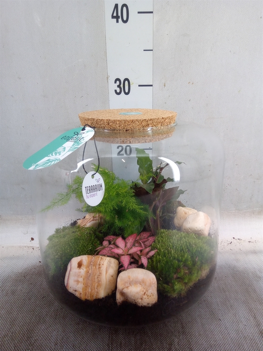 <h4>Arr.   Planten H%</h4>