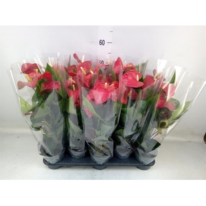 Anthurium andr. 'Karma Red'