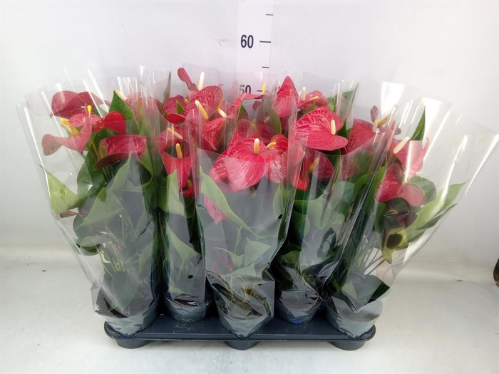 <h4>Anthurium andr. 'Karma Red'</h4>