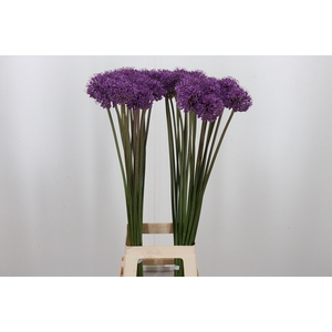Allium Stratos