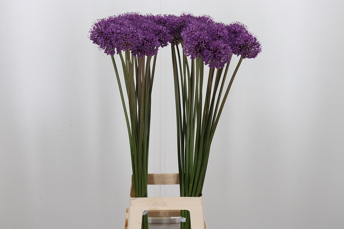 <h4>Allium Stratos</h4>