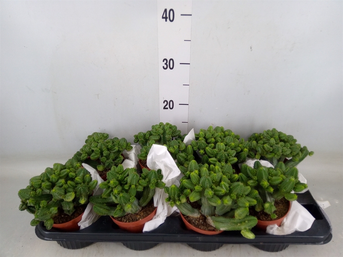 <h4>Euphorbia   ...</h4>