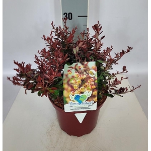 Berberis thunbergii 'Atropurpurea Nana' C2 15-20