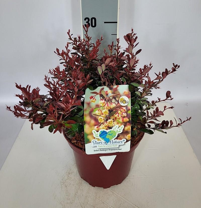 <h4>Berberis thunbergii 'Atropurpurea Nana' C2 15-20</h4>