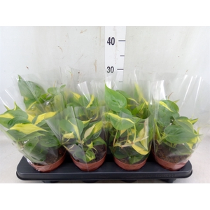 Philodendron scand. 'Brasil'