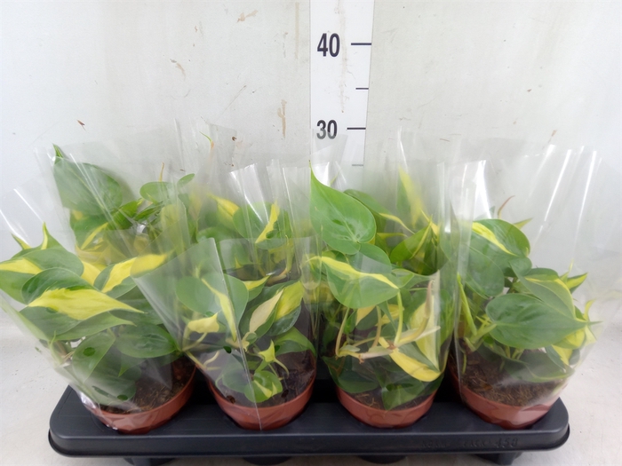 <h4>Philodendron scand. 'Brasil'</h4>
