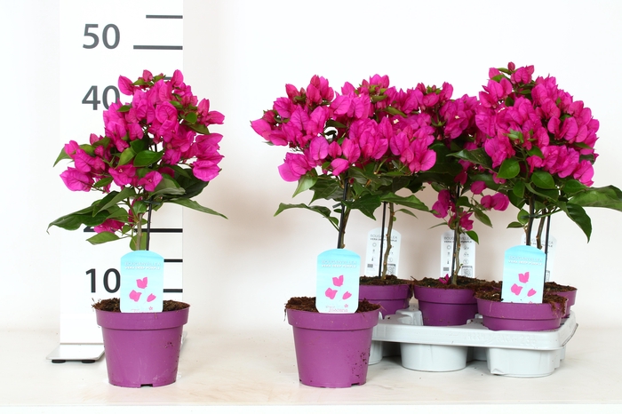 <h4>BOUGAINV VERA D P IM</h4>