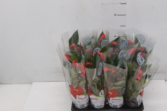 <h4>ANTHURIUM TRILLIONS RED P06</h4>