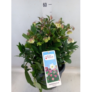 Helleborus  'Winterbells'