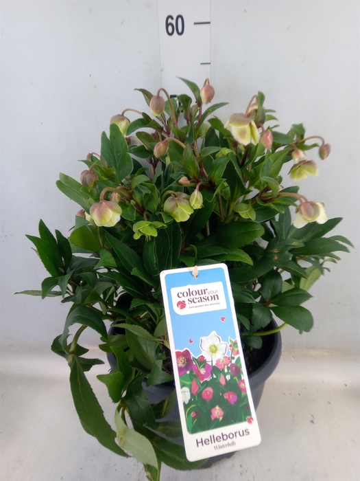 <h4>Helleborus  'Winterbells'</h4>