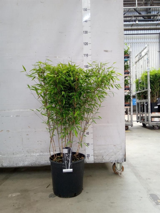 <h4>Fargesia nitida 'Volcano'</h4>