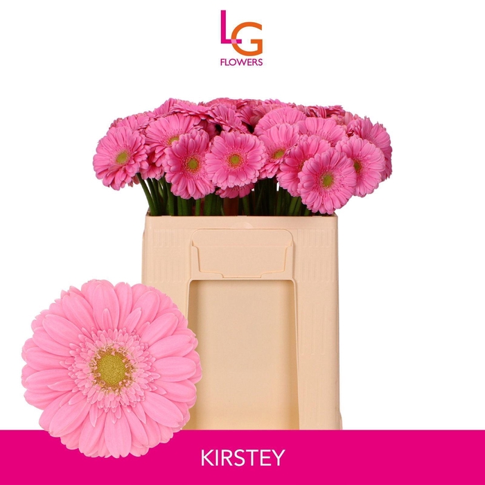 <h4>GERMINI KIRSTEY</h4>