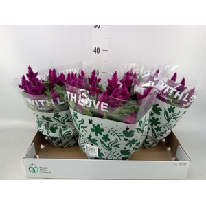 Celosia spic. 'Intenz'