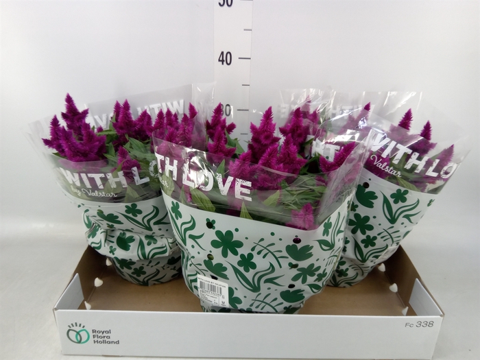 <h4>Celosia spic. 'Intenz'</h4>