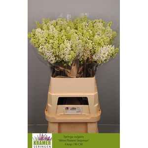 SYR V MME FL STEPMAN