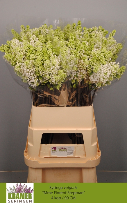 <h4>SYR V MME FL STEPMAN</h4>