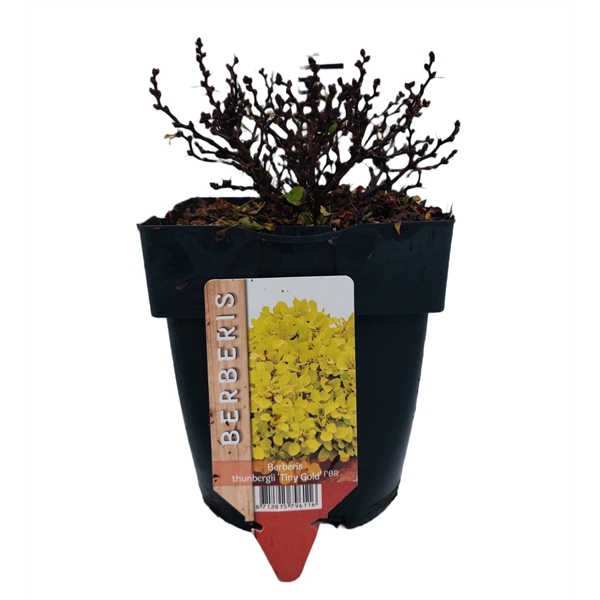 <h4>Berberis thunbergii 'Tiny Gold®' P17</h4>