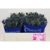 Eryngium Blue Dynamite