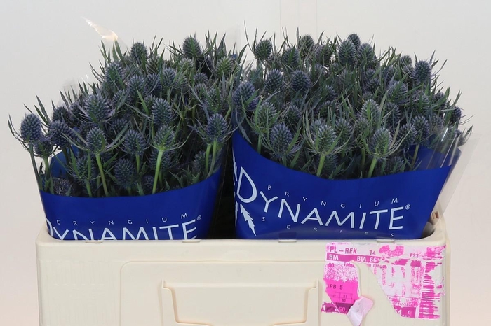 <h4>Eryngium Blue Dynamite</h4>