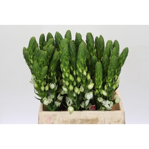 Ornithogalum thyrsoides Milky Way